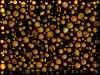 oil.jpg (527272 bytes)